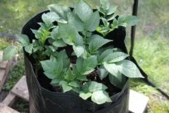 Kartoffelpflanztaschen Im 3er Set, 3 Stück -Garten Flaire Verkaufsgeschäft haxnicks kartoffelpflanztaschen im 3er set 3 st 1666023 de