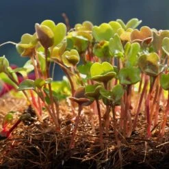 Microgreen-Anzuchtmatte, 3 Stück -Garten Flaire Verkaufsgeschäft haxnicks microgreen anzuchtmatte 3 k 970967 de