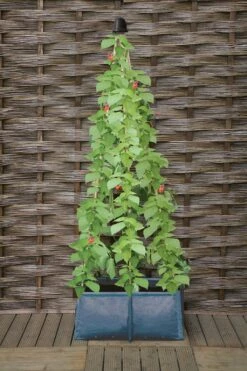 Pflanztasche Für Erbsen & Bohnen -Garten Flaire Verkaufsgeschäft haxnicks pflanztasche fuer erbsen bohnen 1 st 1666027 de