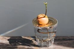 "Helios" Wachstumsscheibe Aus Messing -Garten Flaire Verkaufsgeschäft house of thol helios wachstumsscheibe aus messing 1541427 de