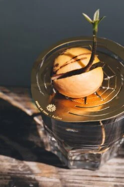 "Helios" Wachstumsscheibe Aus Messing -Garten Flaire Verkaufsgeschäft house of thol helios wachstumsscheibe aus messing 1541441 de