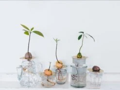 "Helios" Wachstumsscheibe Aus Messing -Garten Flaire Verkaufsgeschäft house of thol helios wachstumsscheibe aus messing 1541463 de