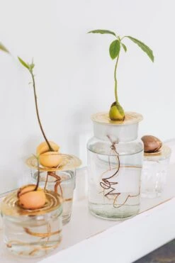 "Helios" Wachstumsscheibe Aus Messing -Garten Flaire Verkaufsgeschäft house of thol helios wachstumsscheibe aus messing 1541467 de