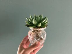 "Helios" Wachstumsscheibe Aus Messing -Garten Flaire Verkaufsgeschäft house of thol helios wachstumsscheibe aus messing 1541475 de