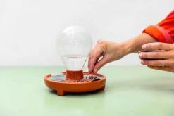 "Patella Crescenda" - Natürliches Keimset -Garten Flaire Verkaufsgeschäft house of thol patella crescenda natuerliches keimset 1541824 de