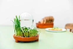 "Patella Crescenda" - Natürliches Keimset -Garten Flaire Verkaufsgeschäft house of thol patella crescenda natuerliches keimset 1541860 de