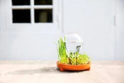 "Patella Crescenda" - Natürliches Keimset -Garten Flaire Verkaufsgeschäft house of thol patella crescenda natuerliches keimset 1541864 de