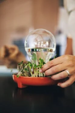 "Patella Crescenda" - Natürliches Keimset -Garten Flaire Verkaufsgeschäft house of thol patella crescenda natuerliches keimset 1541892 de