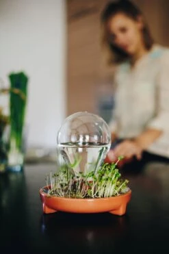 "Patella Crescenda" - Natürliches Keimset -Garten Flaire Verkaufsgeschäft house of thol patella crescenda natuerliches keimset 1541926 de