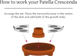 "Patella Crescenda" - Natürliches Keimset -Garten Flaire Verkaufsgeschäft house of thol patella crescenda natuerliches keimset 1682822 de