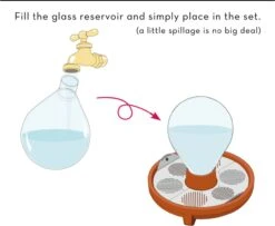 "Patella Crescenda" - Natürliches Keimset -Garten Flaire Verkaufsgeschäft house of thol patella crescenda natuerliches keimset 1682823 de