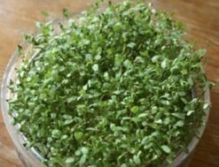 Keimsprossen "Alfalfa", 50 G -Garten Flaire Verkaufsgeschäft keimsprossen alfalfa 50 g 1647586 de