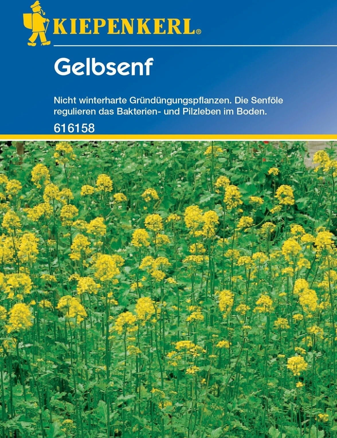Gelbsenf, 80 G 4 Gelbsenf, 80 G - Image 2