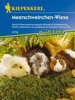 Meerschweinchenwiese 5 Meerschweinchenwiese -Garten Flaire Verkaufsgeschäft kiepenkerl meerschweinchenwiese 1 paket 1676362 de