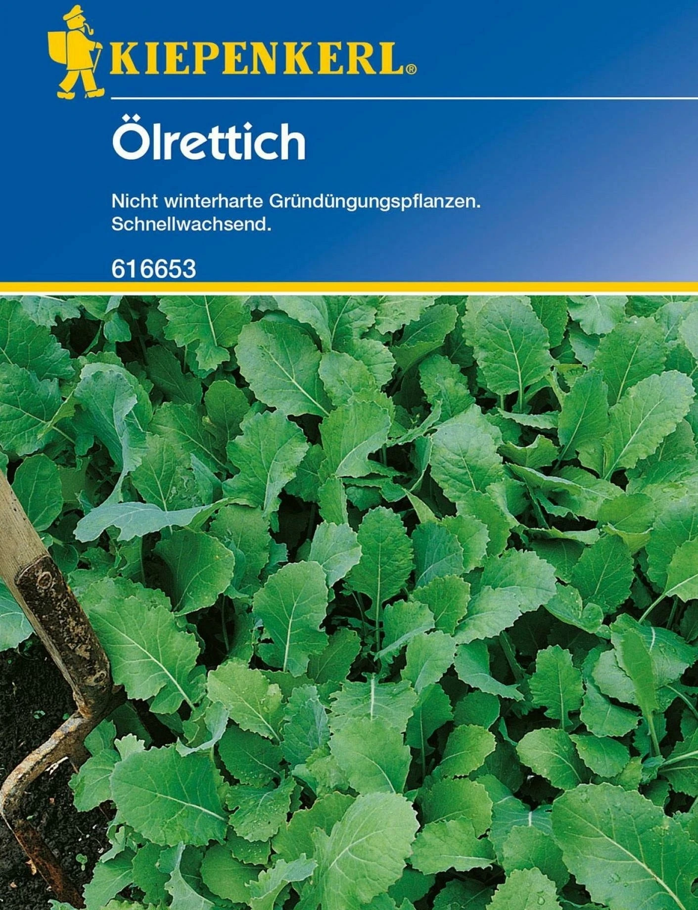 Ölrettich "Brutus" 3 Ölrettich "Brutus"