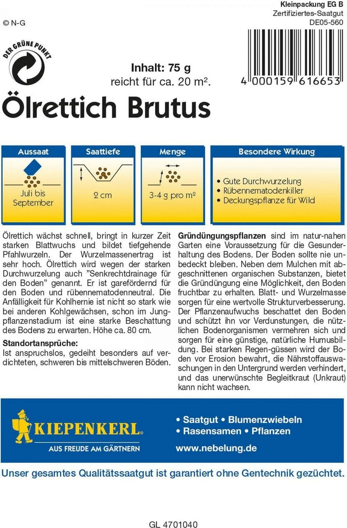 Ölrettich "Brutus" 4 Ölrettich "Brutus" – Bild 2