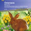 Ostergras -Garten Flaire Verkaufsgeschäft kiepenkerl ostergras 1 packung 449772 de