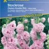 Stockrose "Chaters Double Pink" -Garten Flaire Verkaufsgeschäft kiepenkerl stockrose chaters double pink 1 packung 449016 de