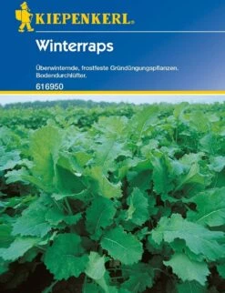 Winterraps "Licapo" -Garten Flaire Verkaufsgeschäft kiepenkerl winterraps licapo 1 pkt 1209758 de