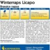 Winterraps "Licapo" -Garten Flaire Verkaufsgeschäft kiepenkerl winterraps licapo 1 pkt 1209768 de