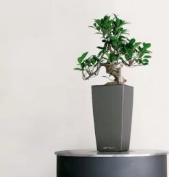 LECHUZA Tischgefäß MAXI CUBI, Weiß Hochglanz -Garten Flaire Verkaufsgeschäft lechuza maxi cubi tischgefaess 1163616 de