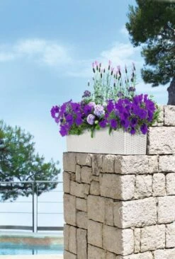 LECHUZA Pflanzgefäß BALCONERA Cottage 80, Weiß -Garten Flaire Verkaufsgeschäft lechuza pflanzgefaess balconera cottage 80 vit 1667387 de