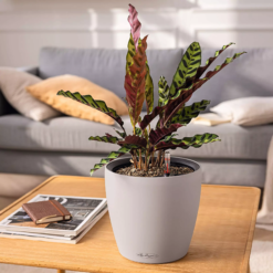 LECHUZA Pflanzgefäß CLASSICO Color LS 21, Schiefergrau -Garten Flaire Verkaufsgeschäft lechuza pflanzgefaess classico color ls 21 muskat 1617201 de