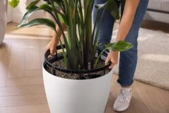 LECHUZA Pflanzgefäß CLASSICO Color LS 35, Sandbraun -Garten Flaire Verkaufsgeschäft lechuza pflanzgefaess classico color ls 35 muskat 1617151 de