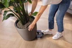 LECHUZA Pflanzgefäß CLASSICO Color LS 43, Sandbraun -Garten Flaire Verkaufsgeschäft lechuza pflanzgefaess classico color ls 43 muskat 1617089 de