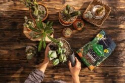 LECHUZA Substrat Cactus-PON, 6 Liter -Garten Flaire Verkaufsgeschäft lechuza substrat cactus pon 6 liter 1684152 de