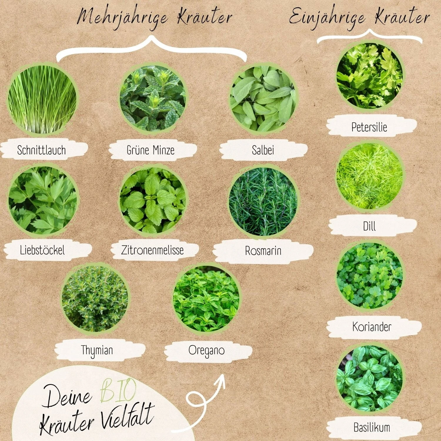 Bio Kräutersamen Set 4 Bio Kräutersamen Set - Image 2
