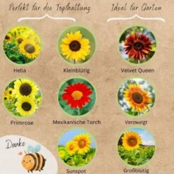 Bio Sonnenblumen Samen Set -Garten Flaire Verkaufsgeschäft loveplants bio sonnenblumen samen set 1682929 de