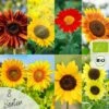 Bio Sonnenblumen Samen Set 2 Bio Sonnenblumen Samen Set -Garten Flaire Verkaufsgeschäft loveplants bio sonnenblumen samen set 1682934 de