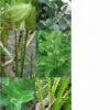 Ayurvedische Heilkräuter - Samenset 2 Ayurvedische Heilkräuter - Samenset -Garten Flaire Verkaufsgeschäft magic garden seeds ayurvedische heilkraeuter samenset 1 set 1303366 de