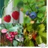 Bio Beeren-Naschgarten , Samenset 1 Bio Beeren-Naschgarten , Samenset -Garten Flaire Verkaufsgeschäft magic garden seeds bio beeren naschgarten samenset 1 set 1302258 de