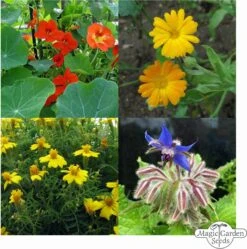 Bio Essbare Blüten - Samenset -Garten Flaire Verkaufsgeschäft magic garden seeds bio essbare blueten samenset 1 set 1303621 de
