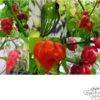 Die Schärfsten Chilisorten Der Welt - Samenset, Geschenkset 2 Die Schärfsten Chilisorten Der Welt - Samenset, Geschenkset -Garten Flaire Verkaufsgeschäft magic garden seeds die schaerfsten chilisorten der welt samenset set regalo 1516087 de