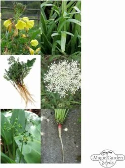 Essbare Wildpflanzen - Samenset -Garten Flaire Verkaufsgeschäft magic garden seeds essbare wildpflanzen samenset 1 set 1306887 de