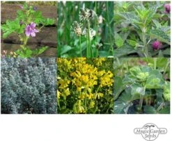 Heilende Bergkräuter - Samenset -Garten Flaire Verkaufsgeschäft magic garden seeds heilende bergkraeuter samenset 1680195 de