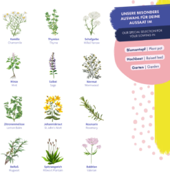 Heilkräutersamen -Garten Flaire Verkaufsgeschäft magic garden seeds heilkraeutersamen 1494300 de