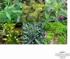 Hildegard Von Bingen: Klostergarten - Samenset -Garten Flaire Verkaufsgeschäft magic garden seeds hildegard von bingen klostergarten samenset 1 set 1303094 de