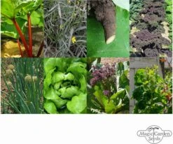 Permakultur - Samenset -Garten Flaire Verkaufsgeschäft magic garden seeds permakultur samenset 1 set 1307079 de