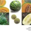 Robuste Melonen - Samenset -Garten Flaire Verkaufsgeschäft magic garden seeds robuste melonen samenset 1680175 de