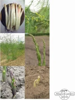 Spargel Vielfalt - Samenset -Garten Flaire Verkaufsgeschäft magic garden seeds spargel vielfalt samenset 1 set 1306206 de
