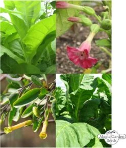 Tabak Vielfalt - Samenset 12 Tabak Vielfalt - Samenset -Garten Flaire Verkaufsgeschäft magic garden seeds tabak vielfalt samenset 1680772 de