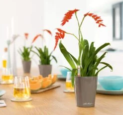 LECHUZA Tischgefäß MINI DELTINI, Weiß 15 LECHUZA Tischgefäß MINI DELTINI, Weiß -Garten Flaire Verkaufsgeschäft mini deltini tischgefaess 673210 de