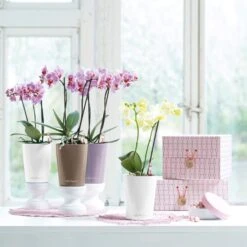 LECHUZA Tischgefäß MINI DELTINI, Weiß 17 LECHUZA Tischgefäß MINI DELTINI, Weiß -Garten Flaire Verkaufsgeschäft mini deltini tischgefaess 673230 de