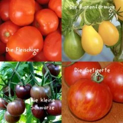 Gemüsesamen-Set "Alles Tomate" -Garten Flaire Verkaufsgeschäft naturkraftwerk gemuesesamen set alles tomate 1 st 1667918 de