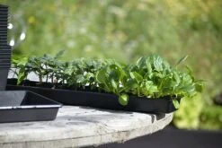 Anzuchtschale Solid 14 X 68 Cm 10 Anzuchtschale Solid 14 X 68 Cm -Garten Flaire Verkaufsgeschäft nelson garden anzuchtschale solid 14 x 68 cm 1460241 de