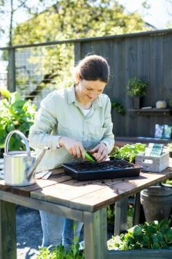 Anzuchtschale Solid 24 X 38 Cm -Garten Flaire Verkaufsgeschäft nelson garden anzuchtschale solid 24 x 38 cm 1460371 de